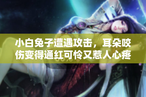 小白兔子遭遇攻击，耳朵咬伤变得通红可怜又惹人心疼